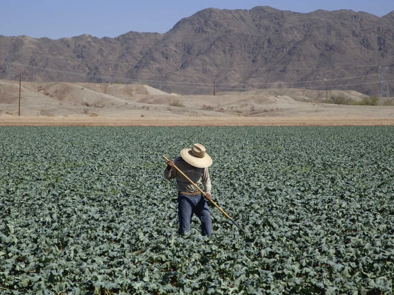 Alt Text:	A farm worker wearing a hat hoes rows of broccoli in Yuma, Arizona