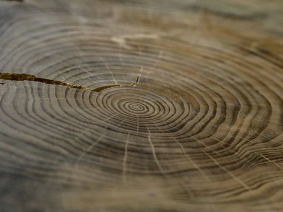 Tree rings shown in a tree cross section