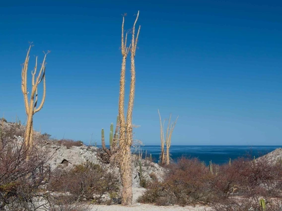 Boojum trees grow in a desert landscape, with the blue waters of the Gulf of California in the background. 