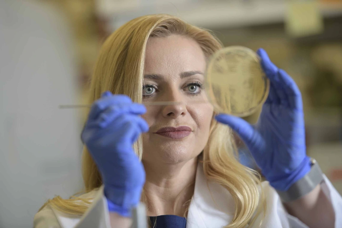 Researcher Melissa Herbst-Kralovetz applies a swab to a petri dish